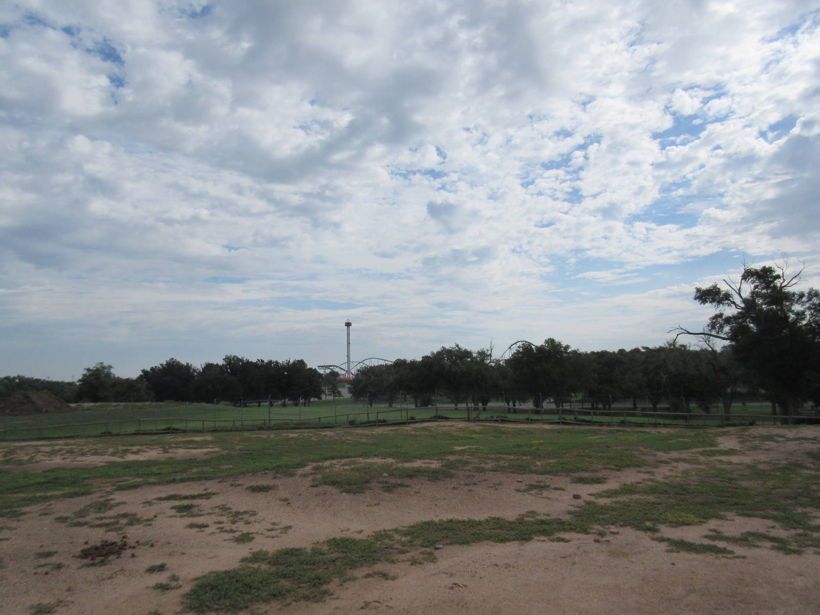 Domestic Horse Paddock