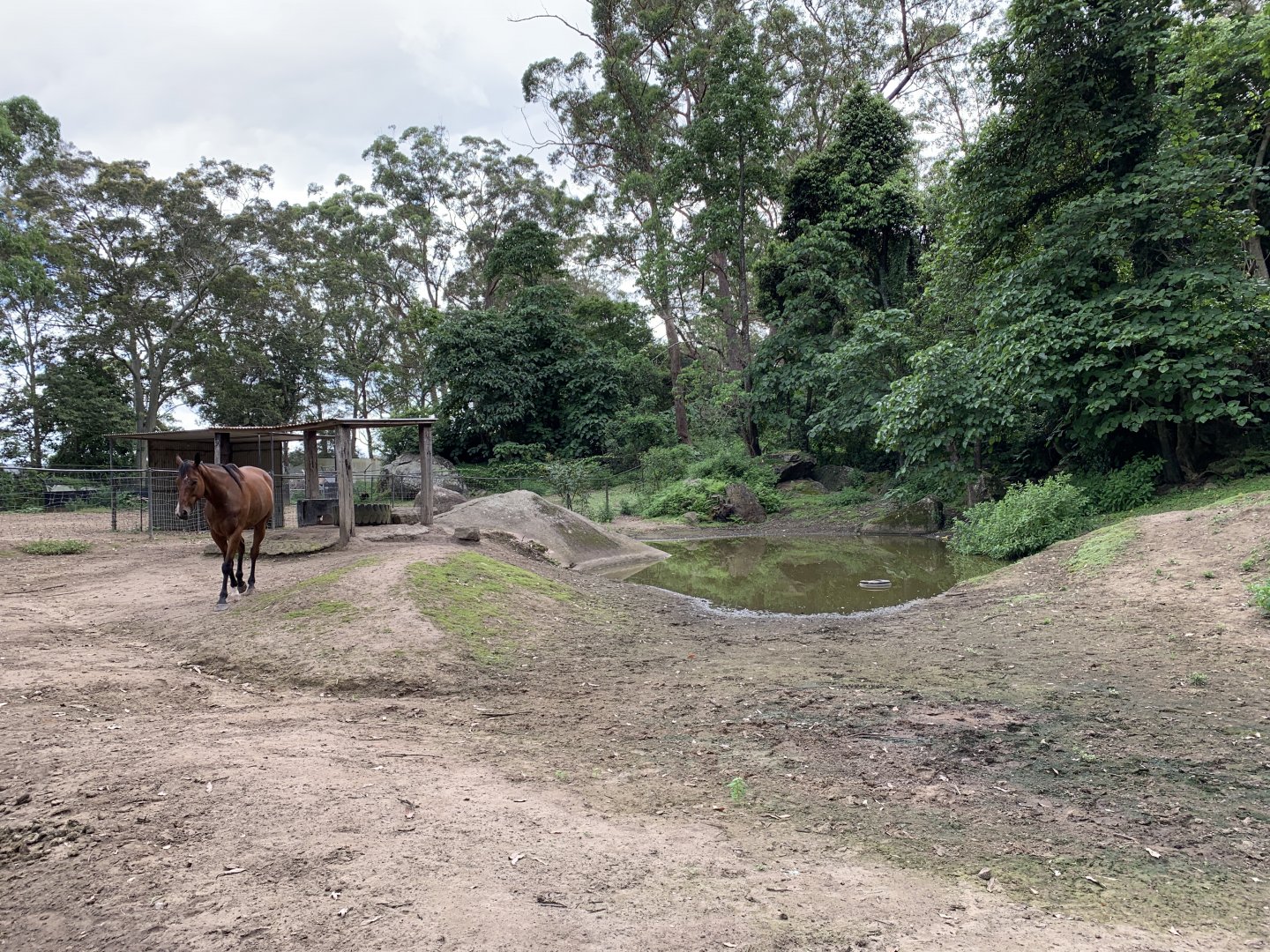 Domestic Horse Paddock