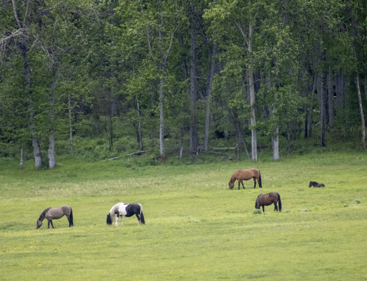 Domestic Horses - British Columbia