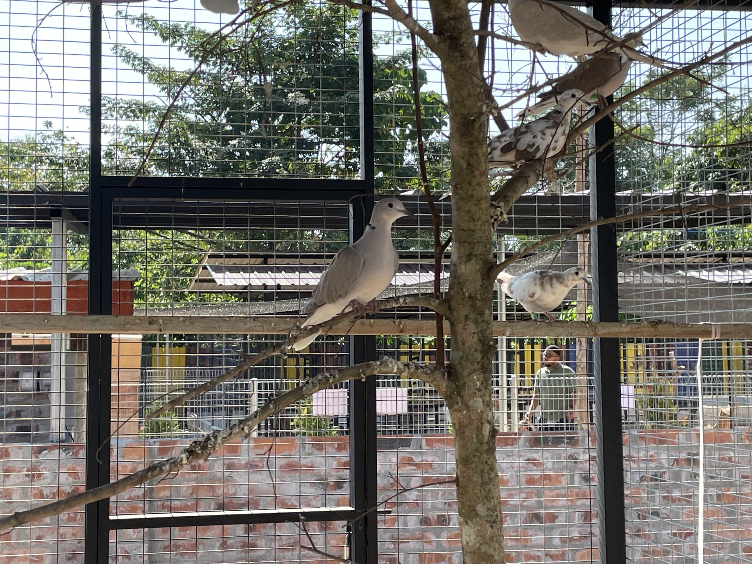 Domestic laughing pigeons?
