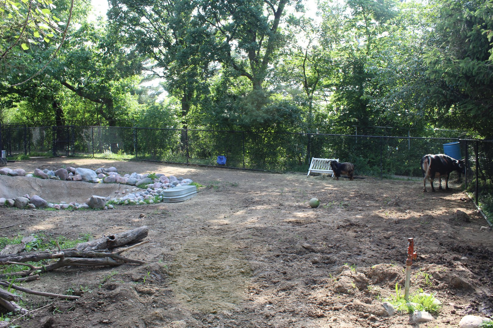 Domestic Livestock Exhibit