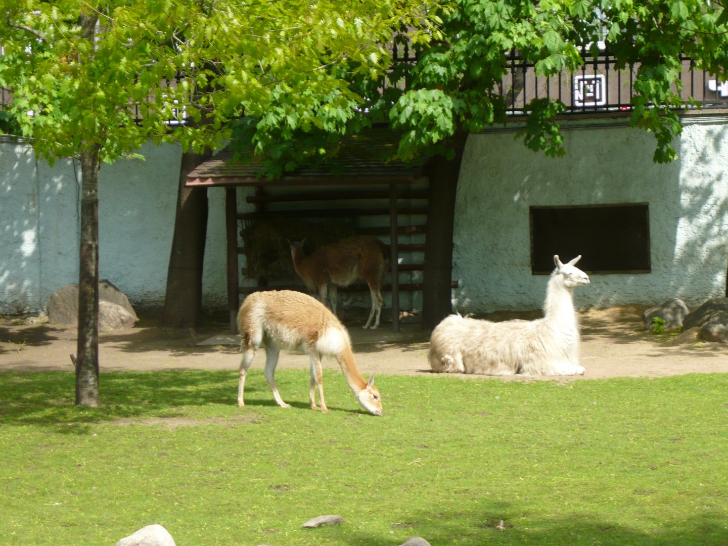 Domestic llama, Guanaco and Vicugna