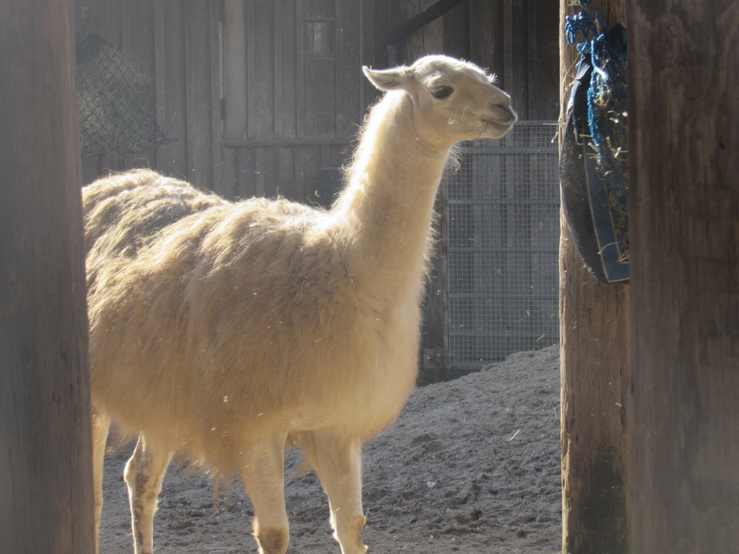 Domestic Llama