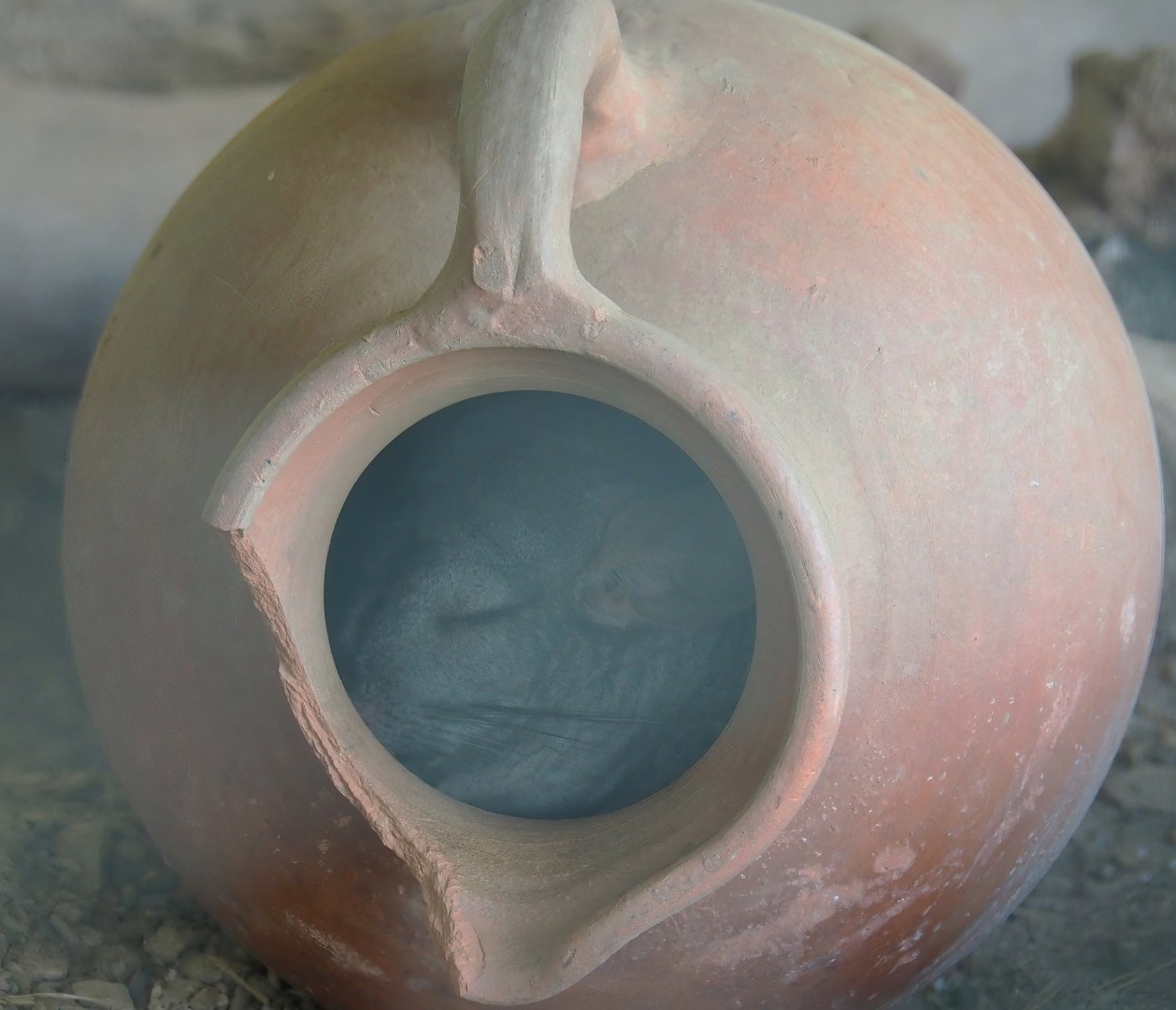 Domestic Long-tailed chinchilla (Chinchilla lanigera) in a vase, 2023-06-24