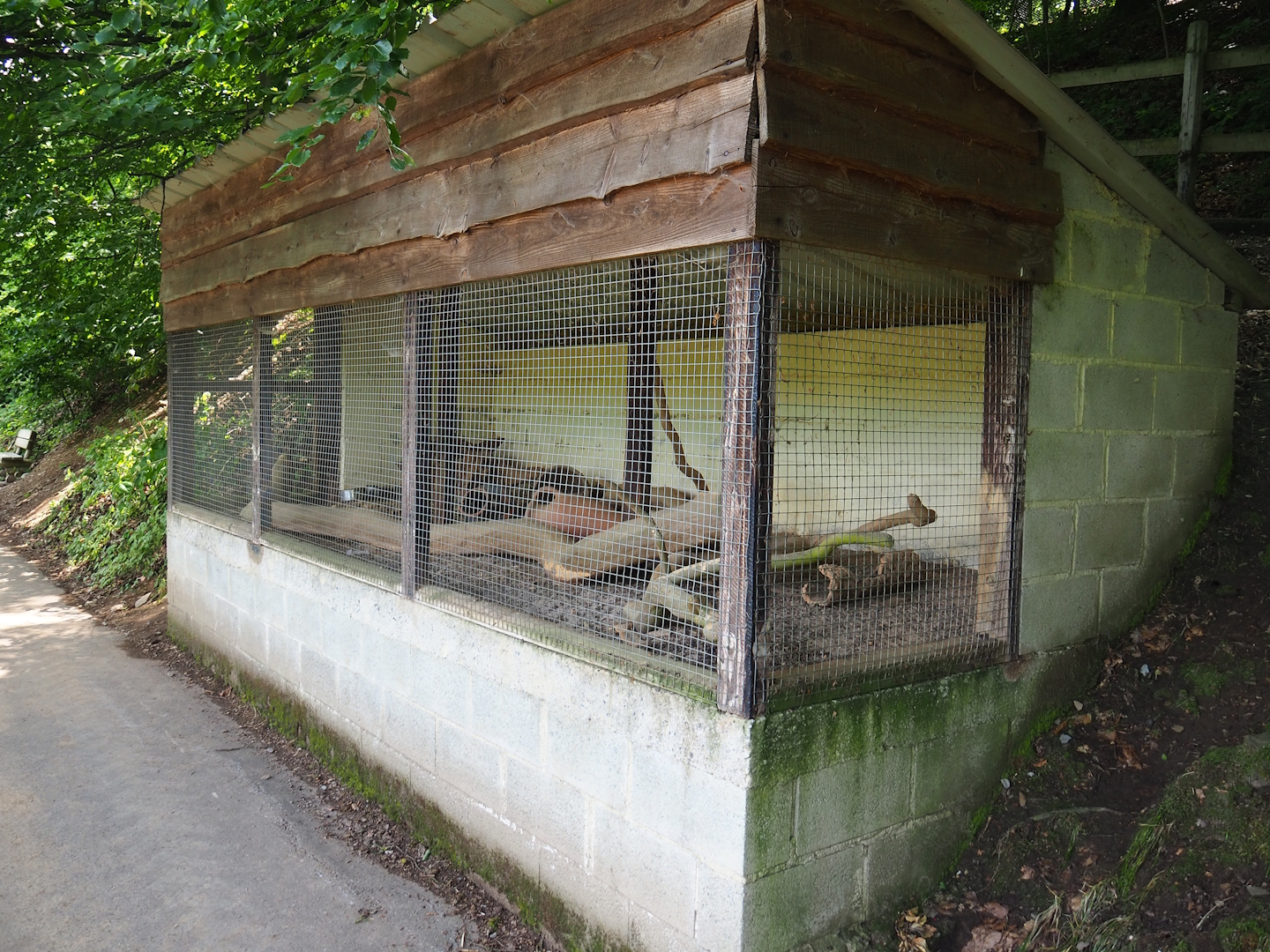 Domestic Long-tailed chinchilla exhibit, 2023-06-24