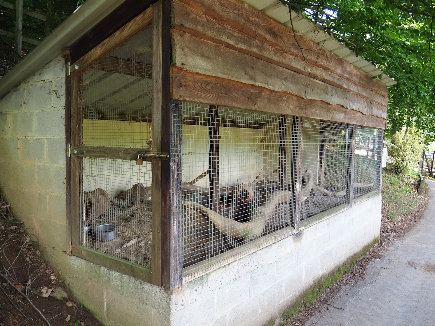 Domestic Long-tailed chinchilla exhibit, 2023-06-24