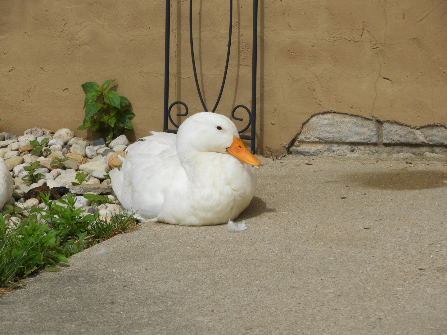Domestic Mallard (Anas platyrhynchos domesticus)