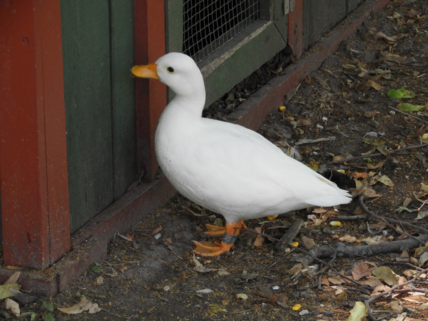 Domestic Mallard (Anas platyrhynchos domesticus)