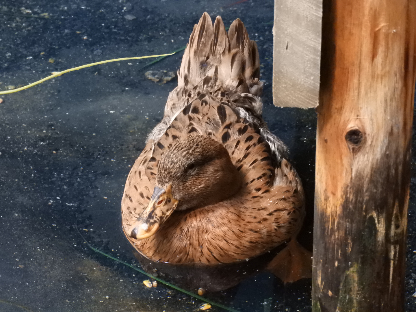 Domestic Mallard (Anas platyrhynchos domesticus)