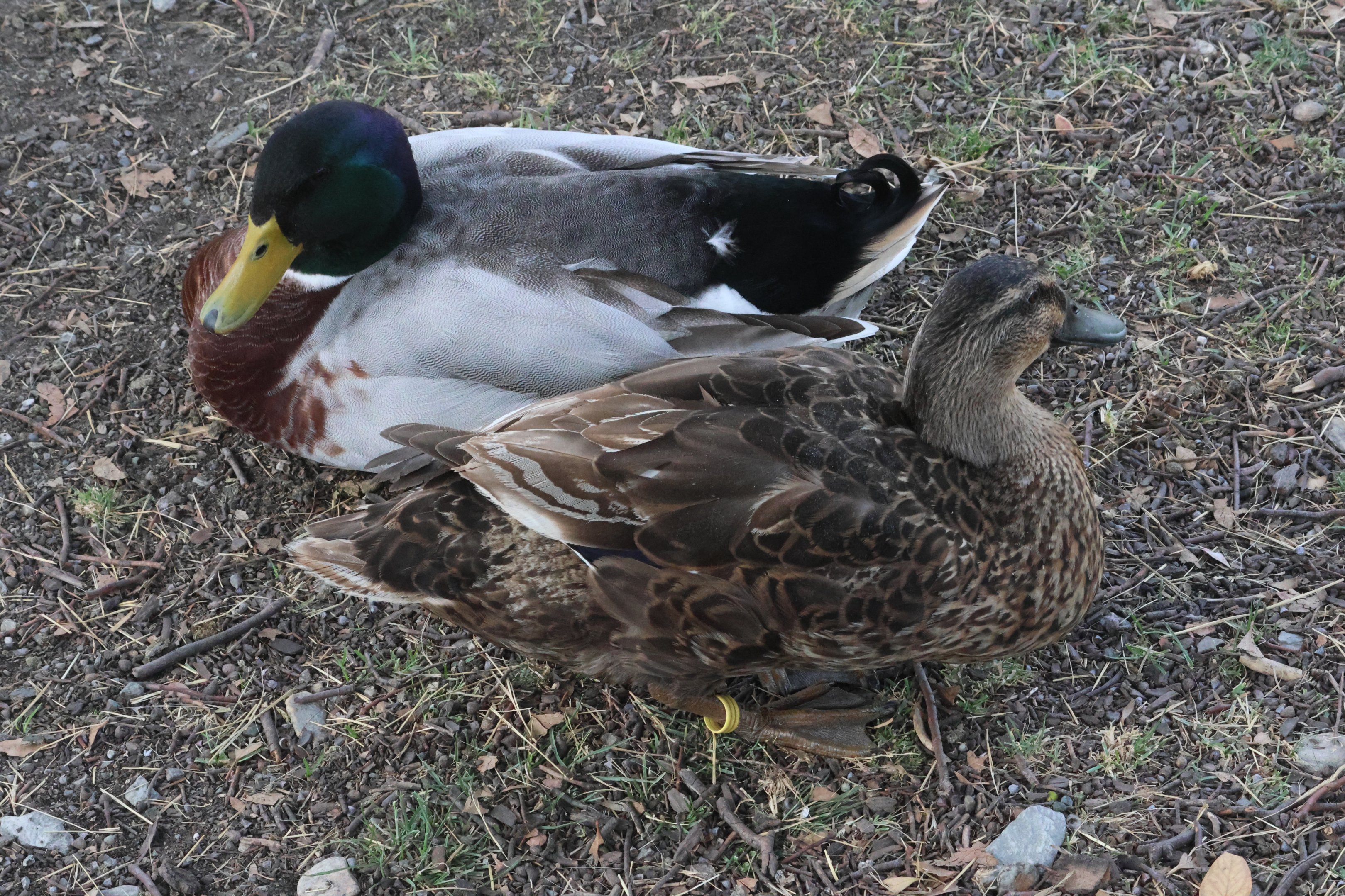 Domestic Mallard (Anas platyrhynchos), petting zoo at Remarkable Vets Arrowtown