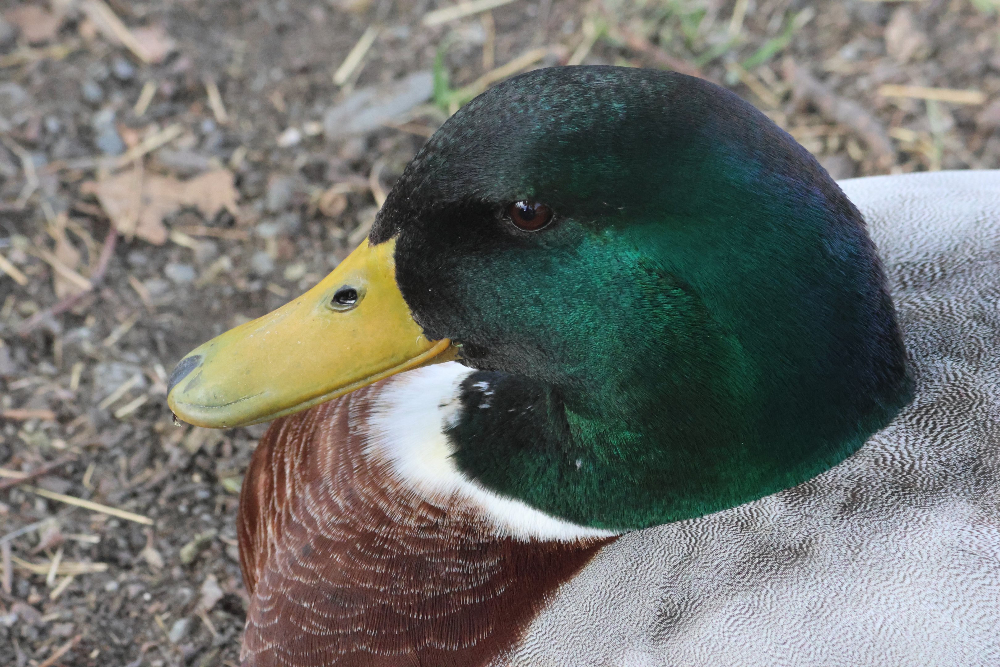 Domestic Mallard (Anas platyrhynchos), petting zoo at Remarkable Vets Arrowtown