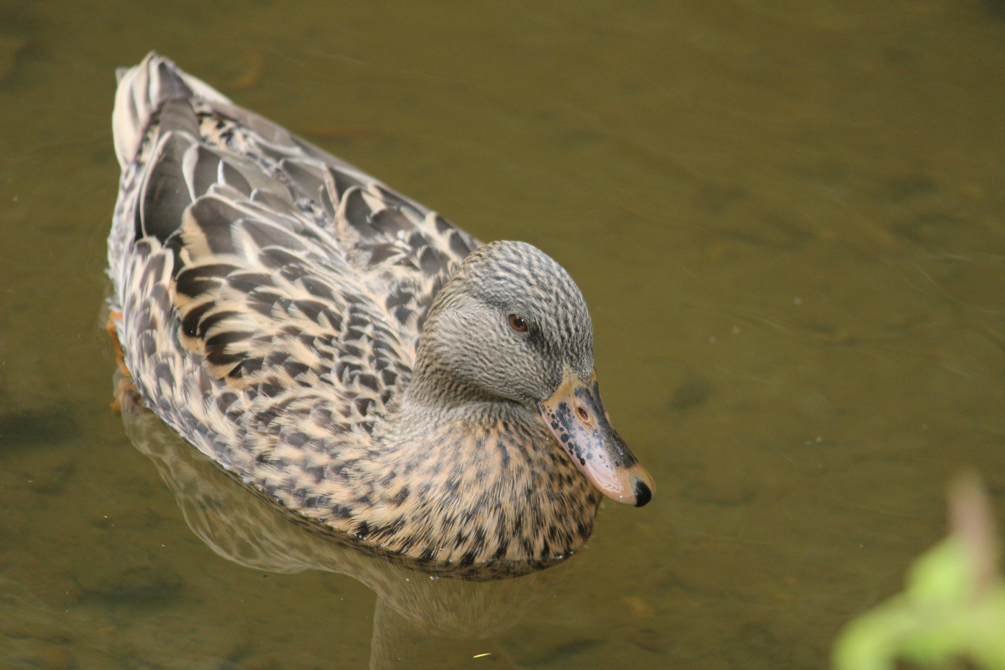 Domestic Mallard, Aston Norwood Café & Gardens