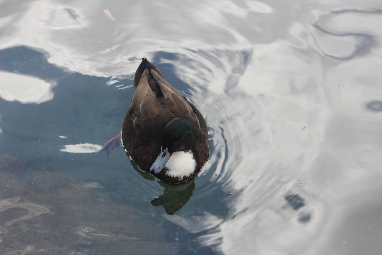 Domestic Mallard, Rainbow Springs