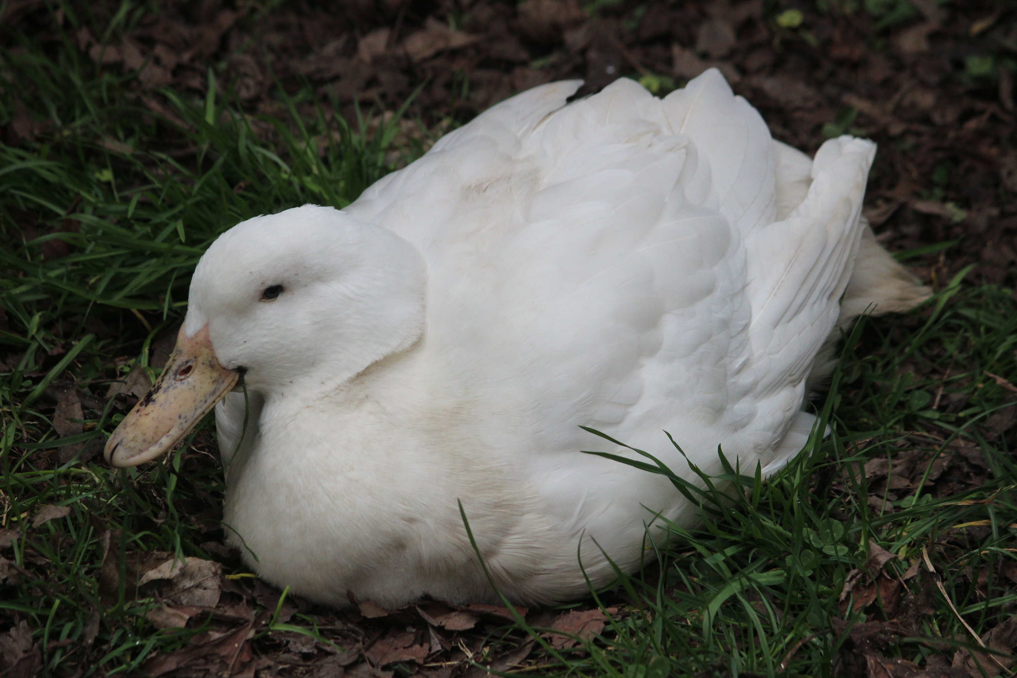 Domestic Mallard, The Dinosaur House (Raetihi)
