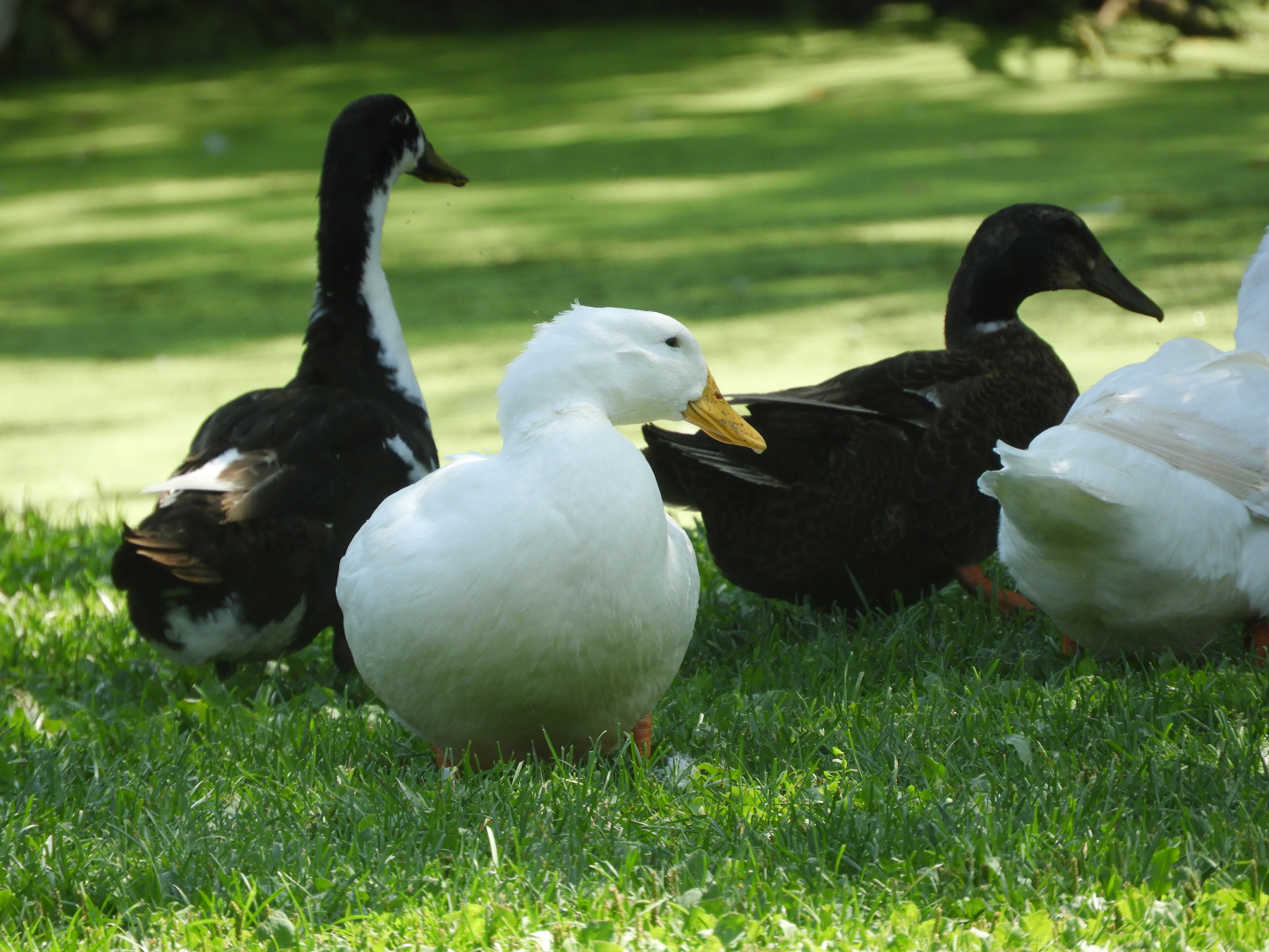Domestic Mallards (Anas platyrhynchos domesticus)