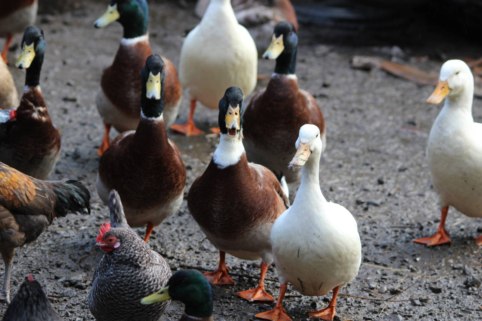 Domestic Mallards, Reikorangi Pottery Park