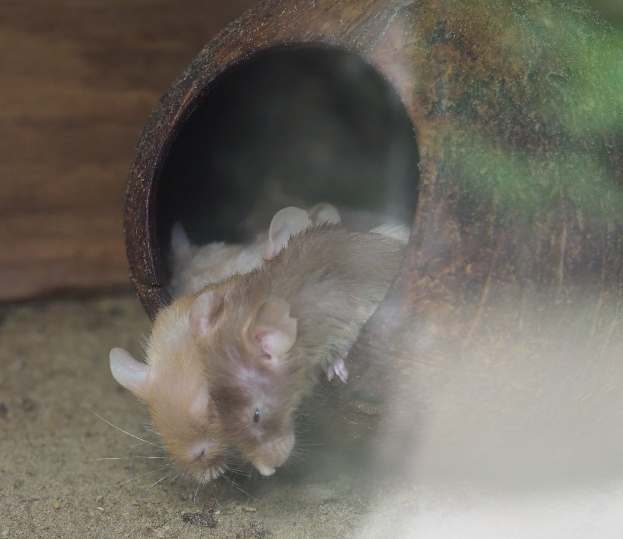 Domestic mice (Mus musculus domestica) in a coconut, 2019-05-25