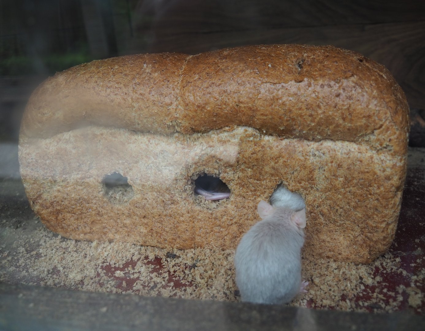 Domestic mice (Mus musculus domestica) in loaf of bread, 2019-05-25
