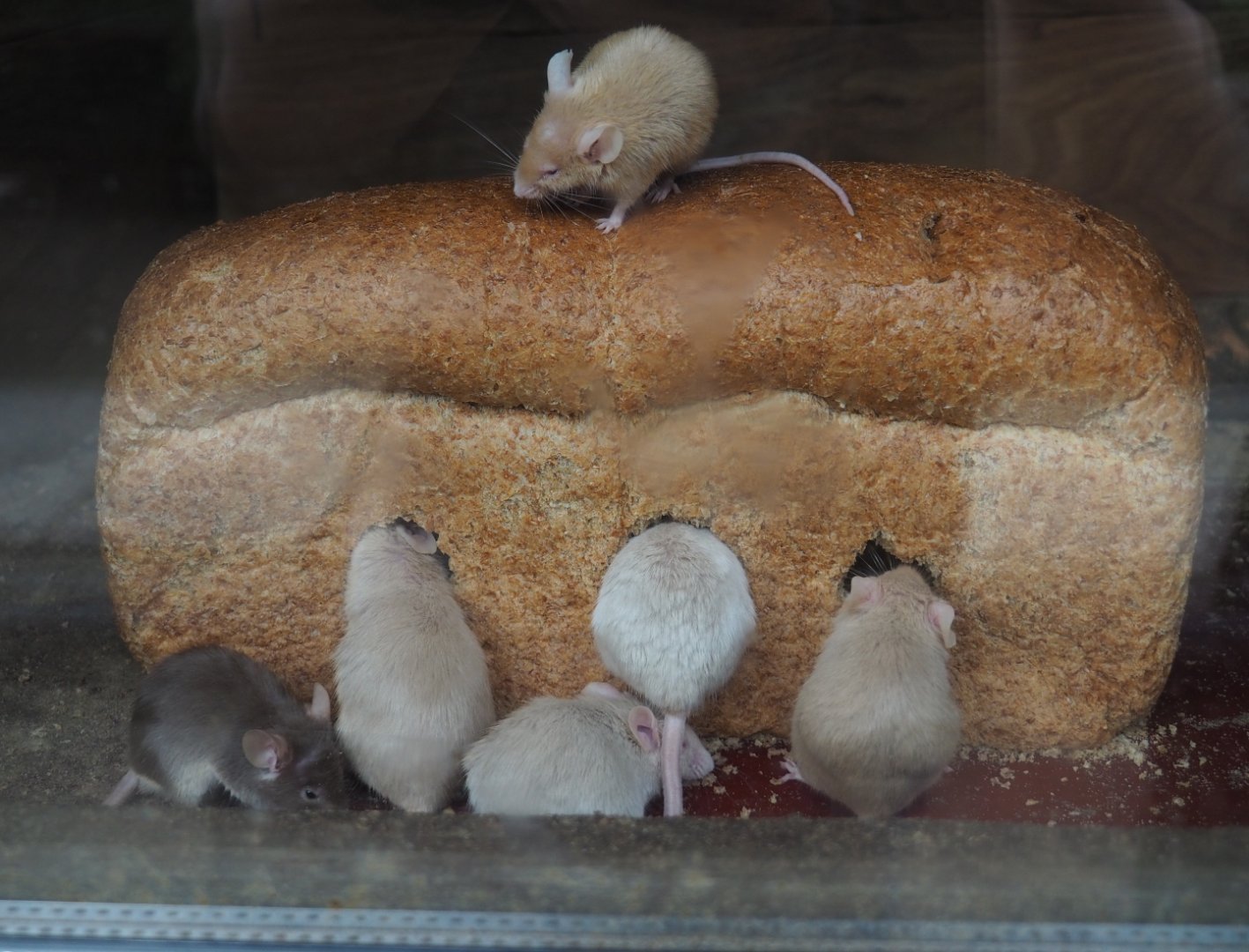 Domestic mice (Mus musculus domestica) with loaf of bread, 2019-05-25