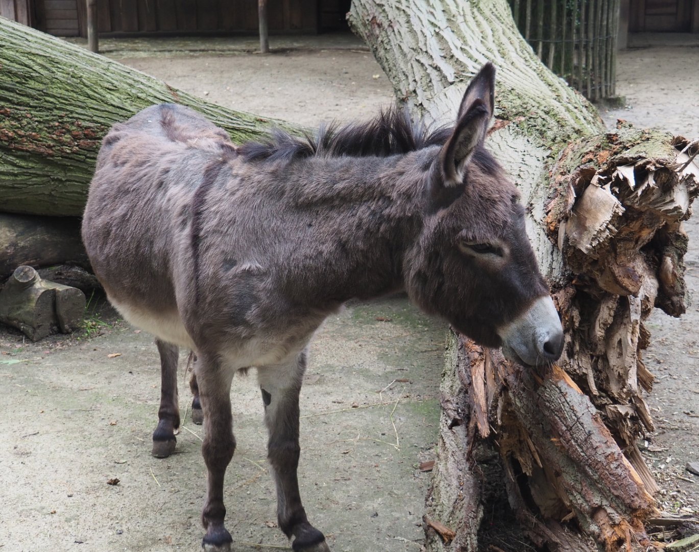 Domestic miniature donkey (Equus africanus asinus), 2021-07-03