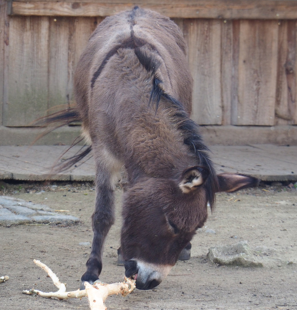 Domestic miniature donkey (Equus africanus asinus), 2022-04-12