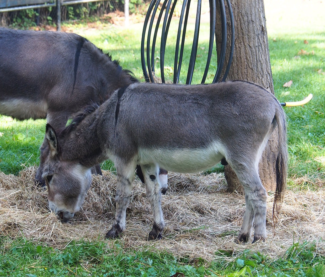 Domestic miniature donkey (Equus africanus asinus), 2022-09-12