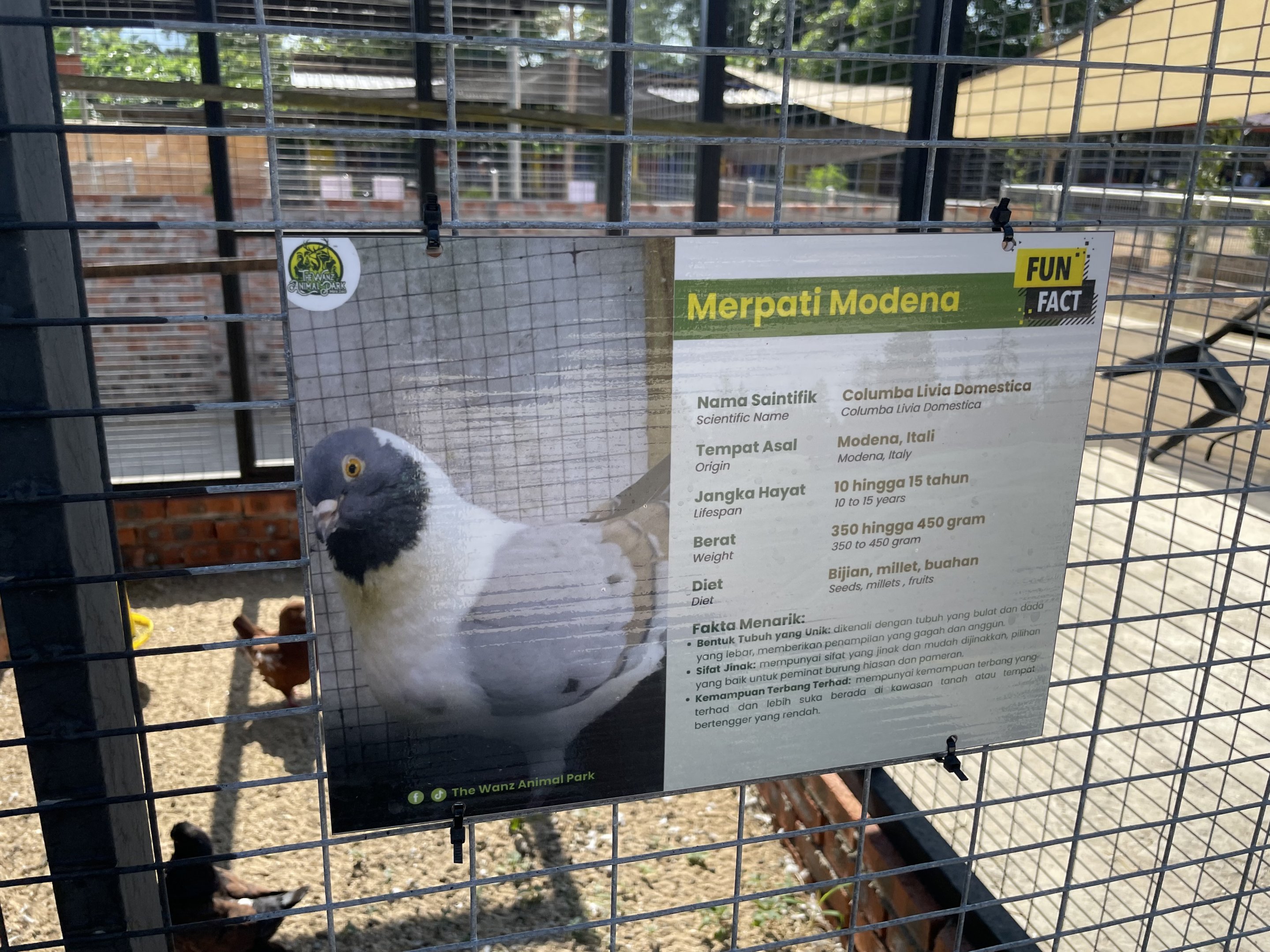 Domestic "Modena" pigeon