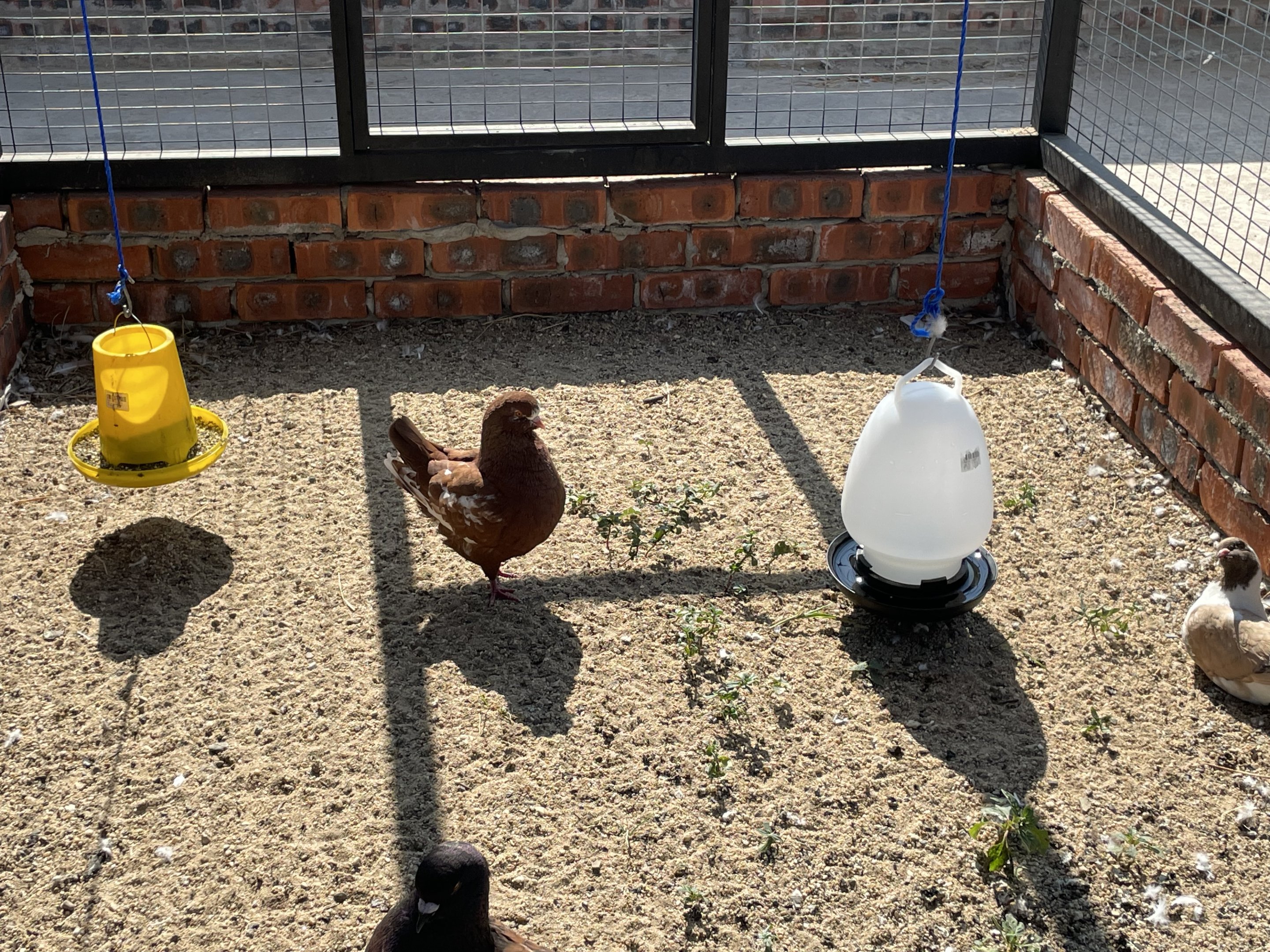 Domestic "Modena" pigeon