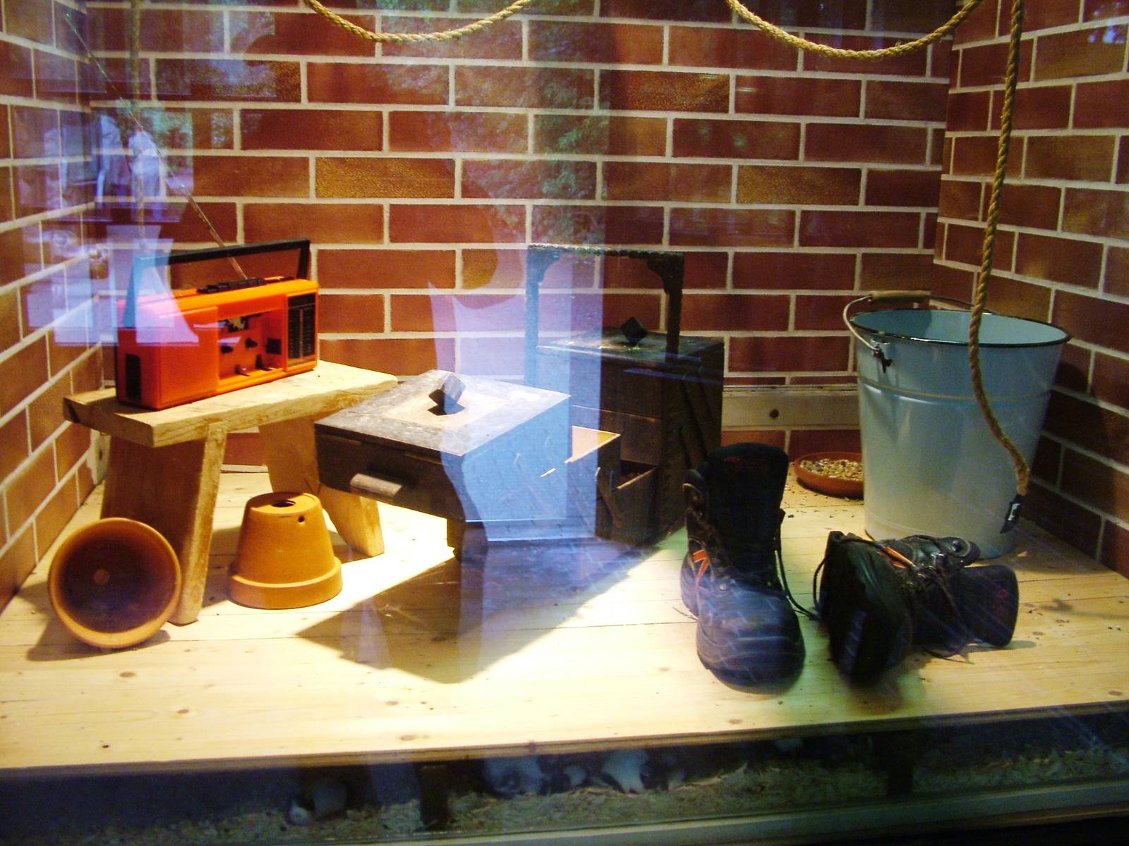 Domestic Mouse at Rheine, 03/06/12