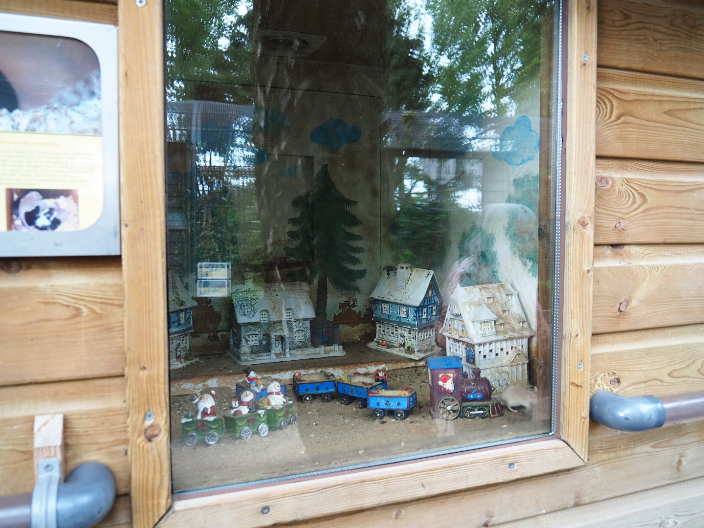 Domestic mouse exhibit, 2019-05-25