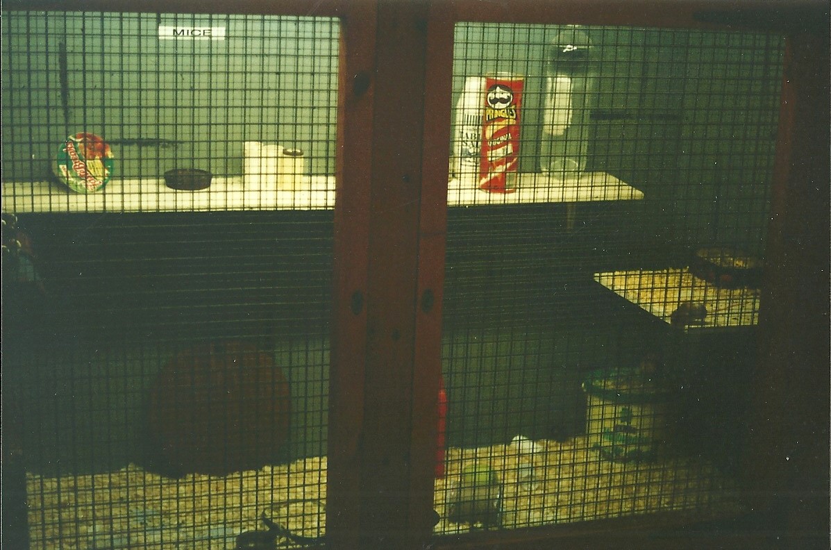 Domestic Mouse exhibit in Farm indoor area 20th November 1999