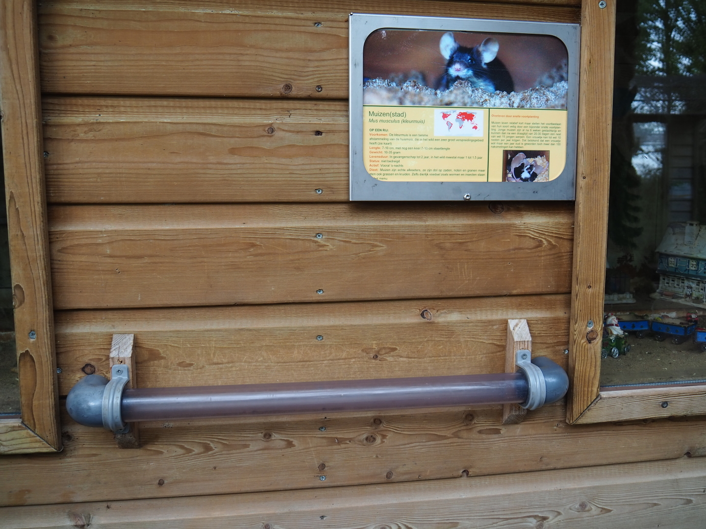 Domestic mouse exhibit - Sign and tube between parts of the exhibit, 2019-05-25