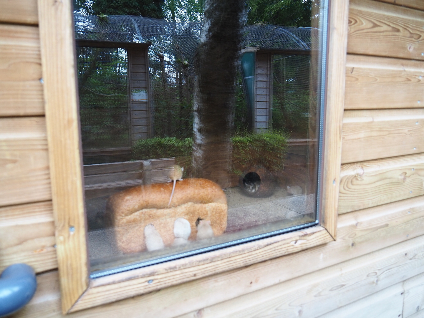 Domestic mouse exhibit - With loaf of bread, 2019-05-25