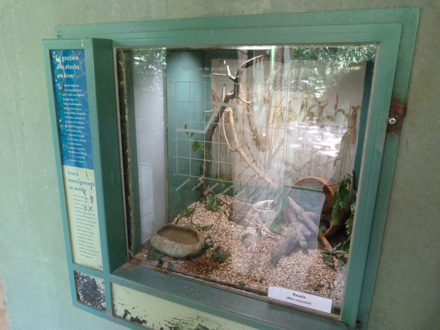 Domestic mouse exhibit -Zoodyssée (2025)