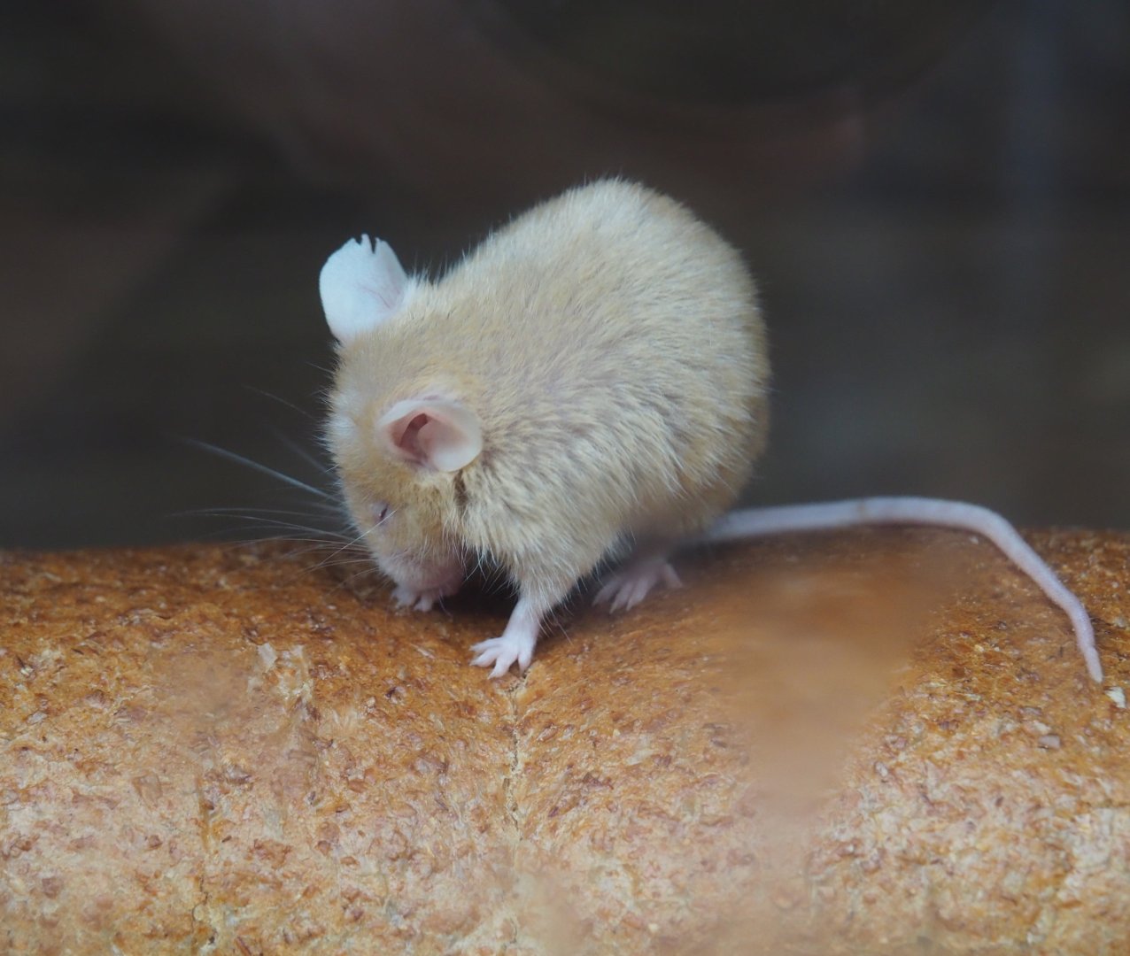 Domestic mouse (Mus musculus), 2019-05-25