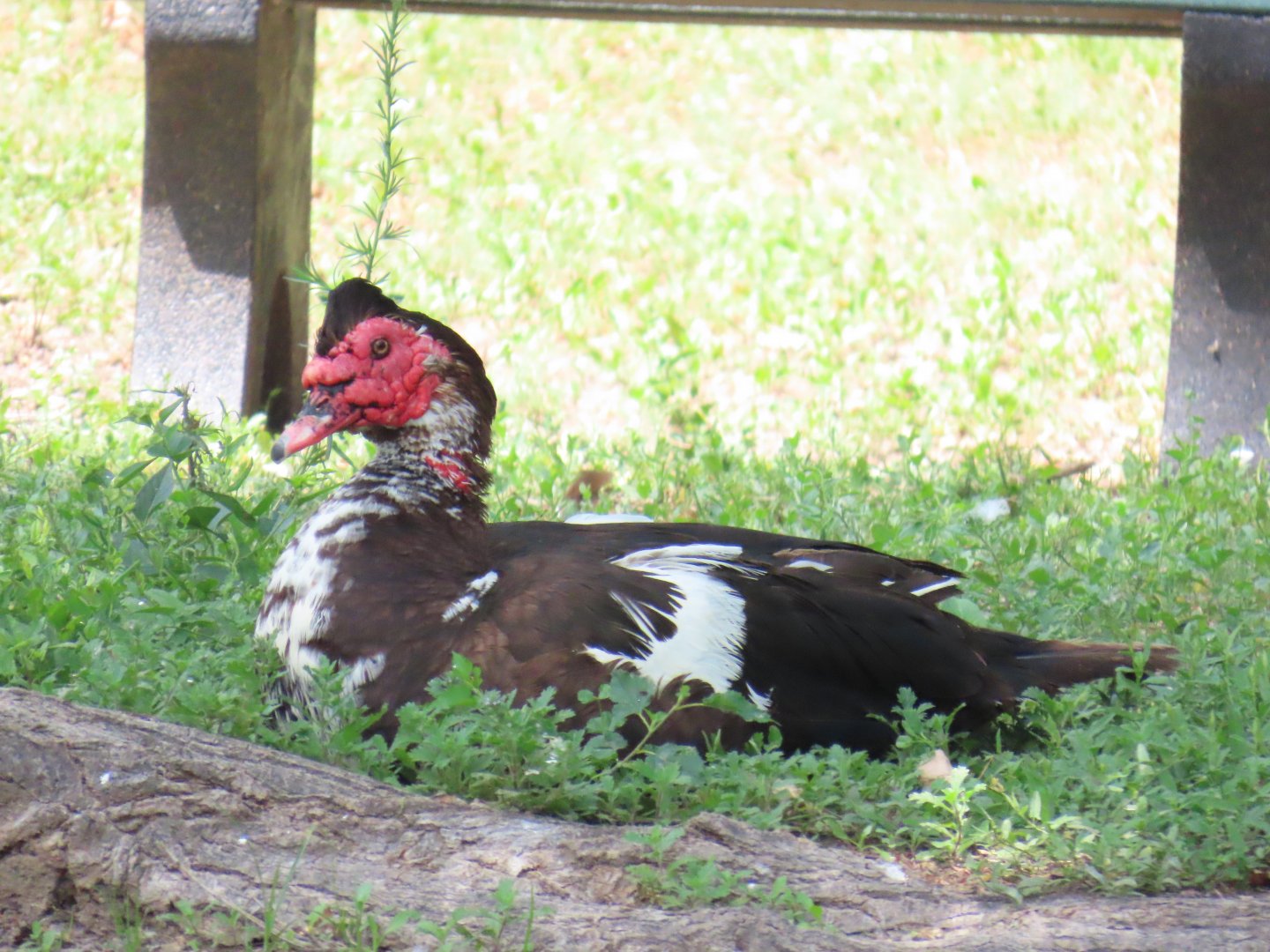 Domestic Muscovy (Cairina moschata domestica)