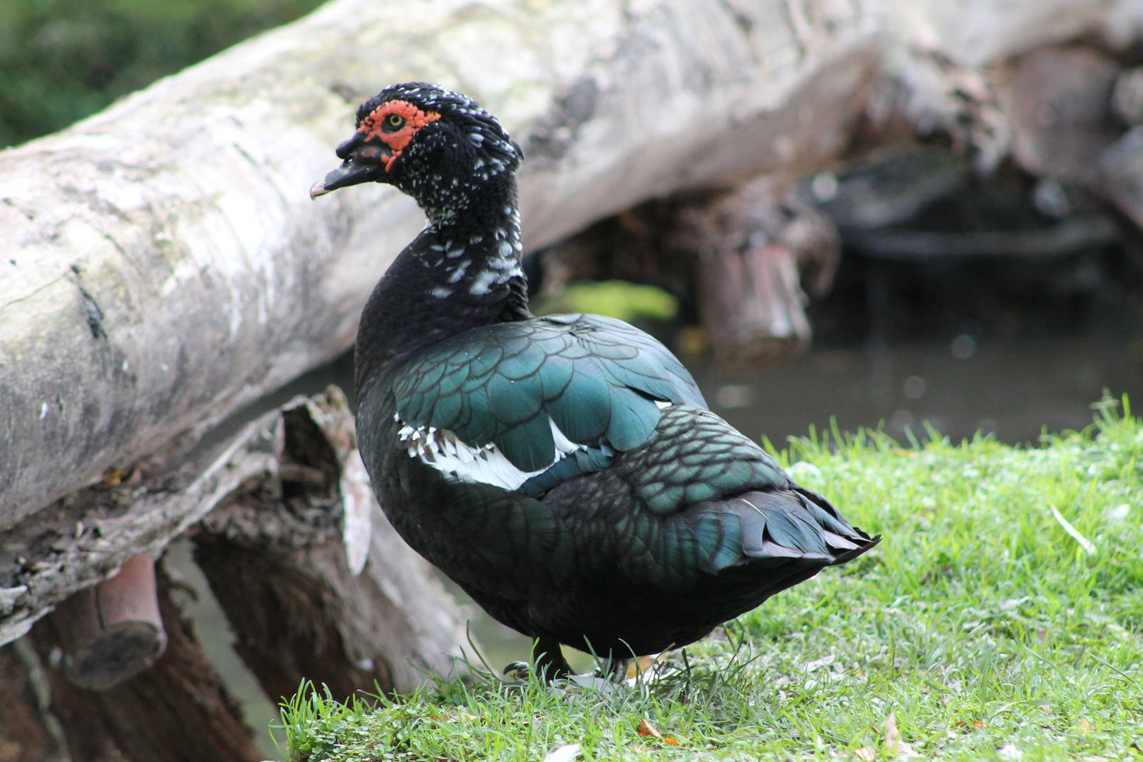 domestic Muscovy (Cairina moschata)