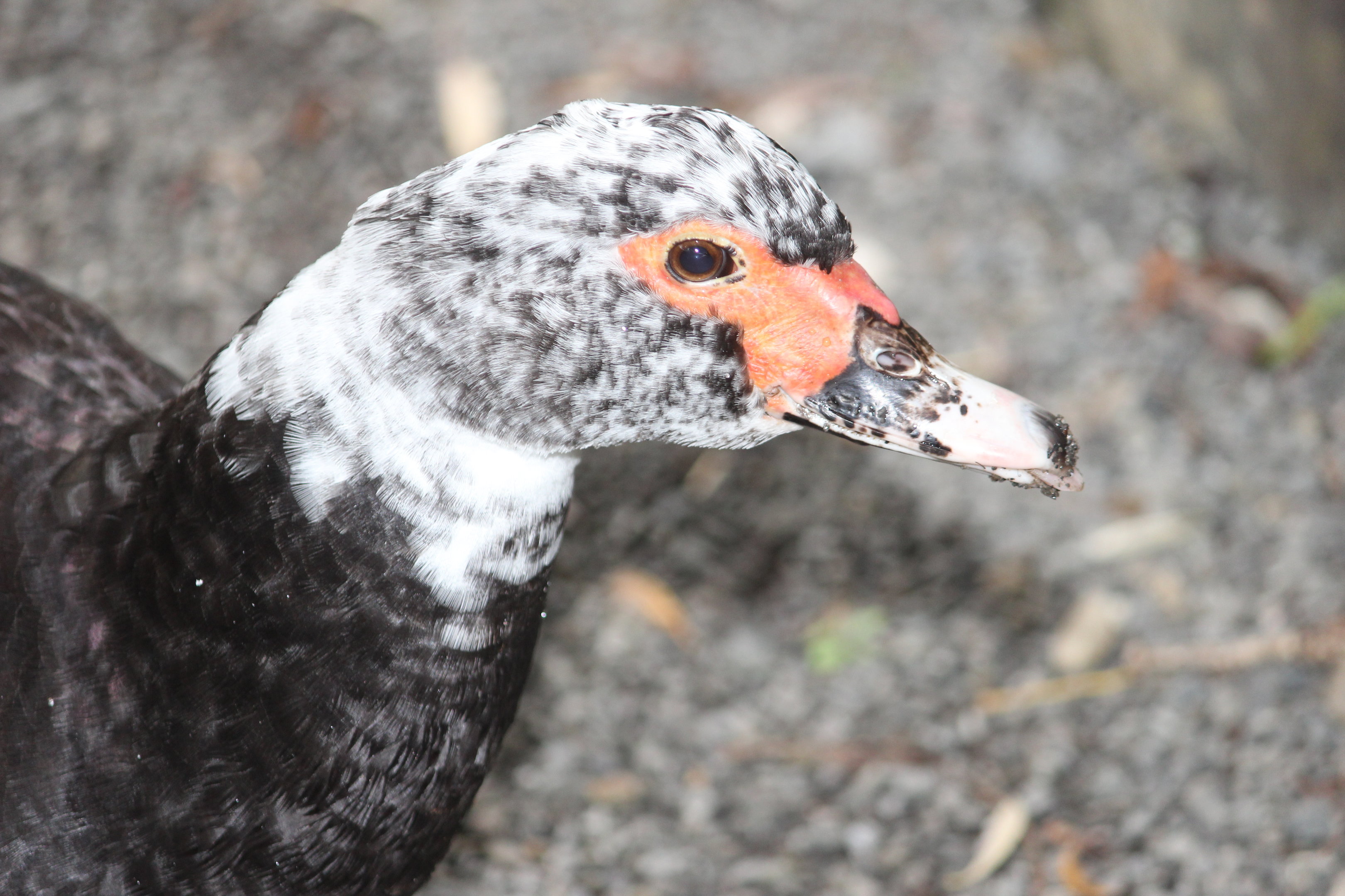 Domestic Muscovy Duck, Aston Norwood Café & Gardens