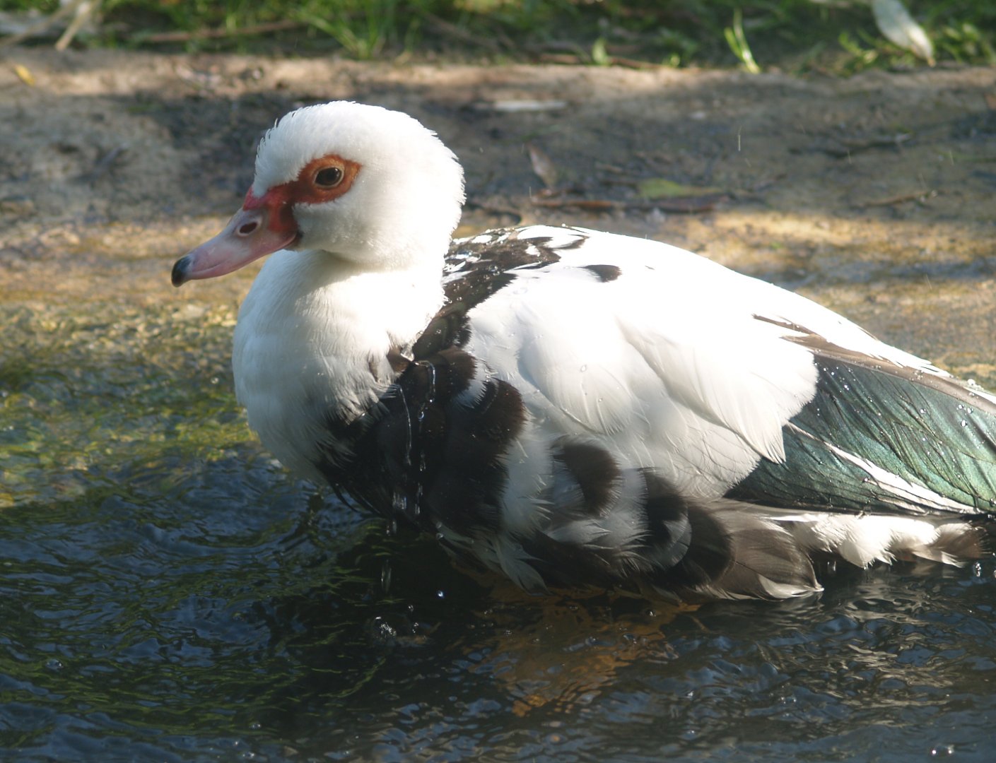 Domestic Muscovy duck (Cairina moschata domestica), 2007-09-23