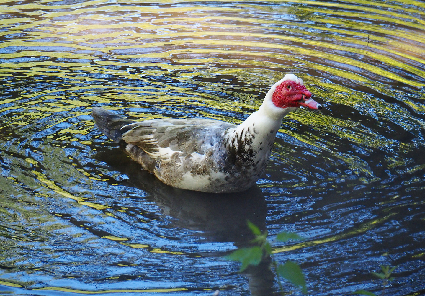 Domestic Muscovy duck (Cairina moschata domestica), 2021-05-29