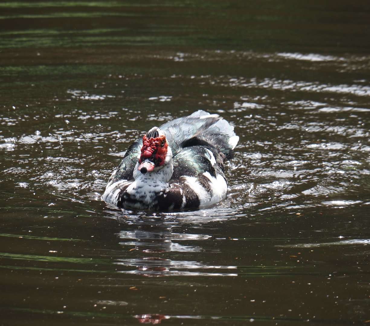Domestic Muscovy duck (Cairina moschata domestica), 2024-05-21