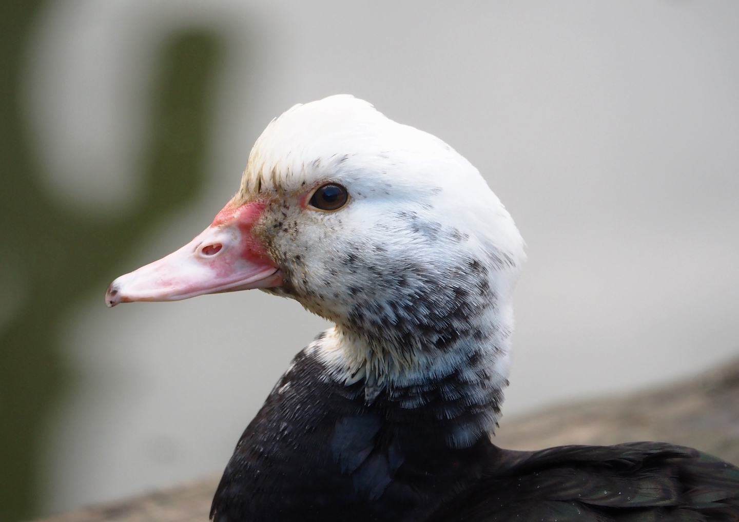 Domestic Muscovy duck (Cairina moschata domestica), probably feral individual, 2025-03-23