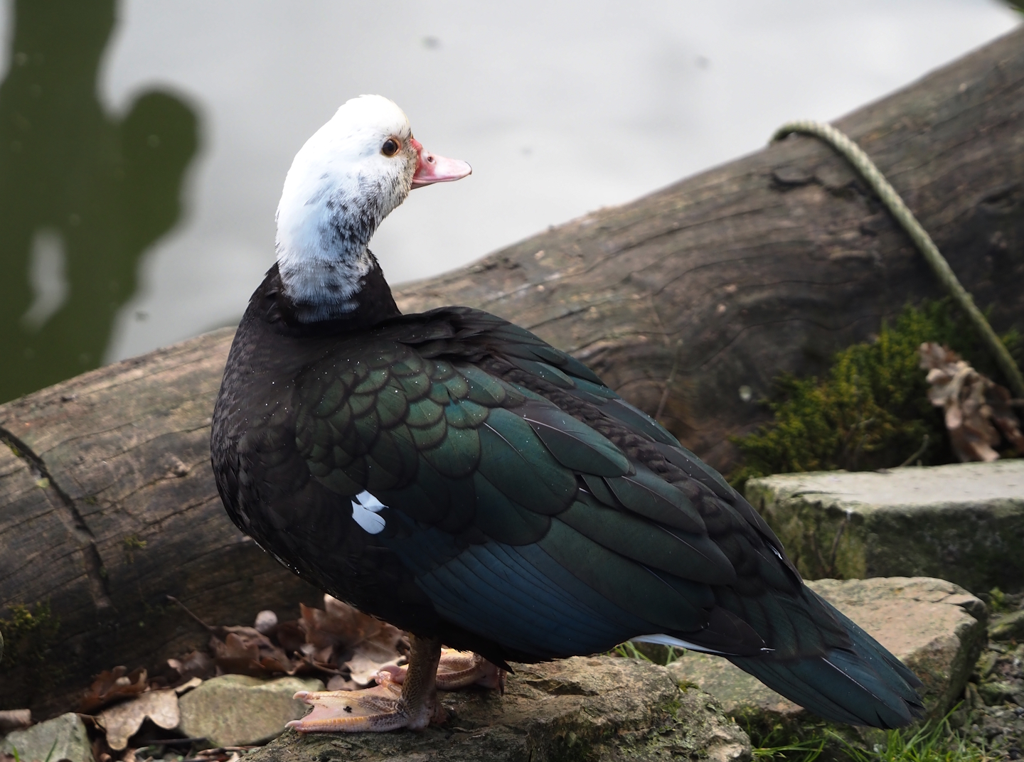 Domestic Muscovy duck (Cairina moschata domestica), probably feral individual, 2025-03-23