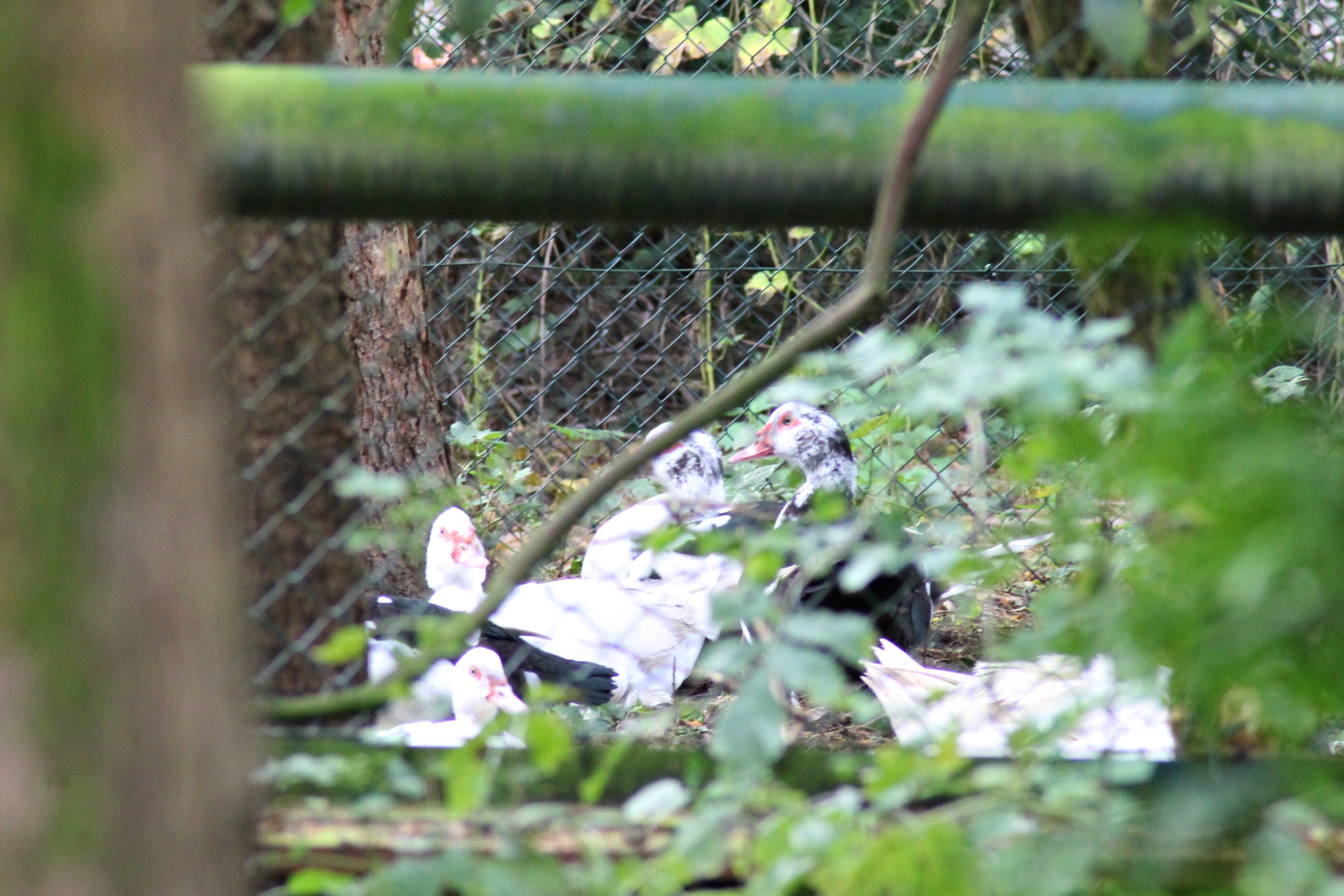 Domestic muscovy duck (Cairina moschata f. domestica)