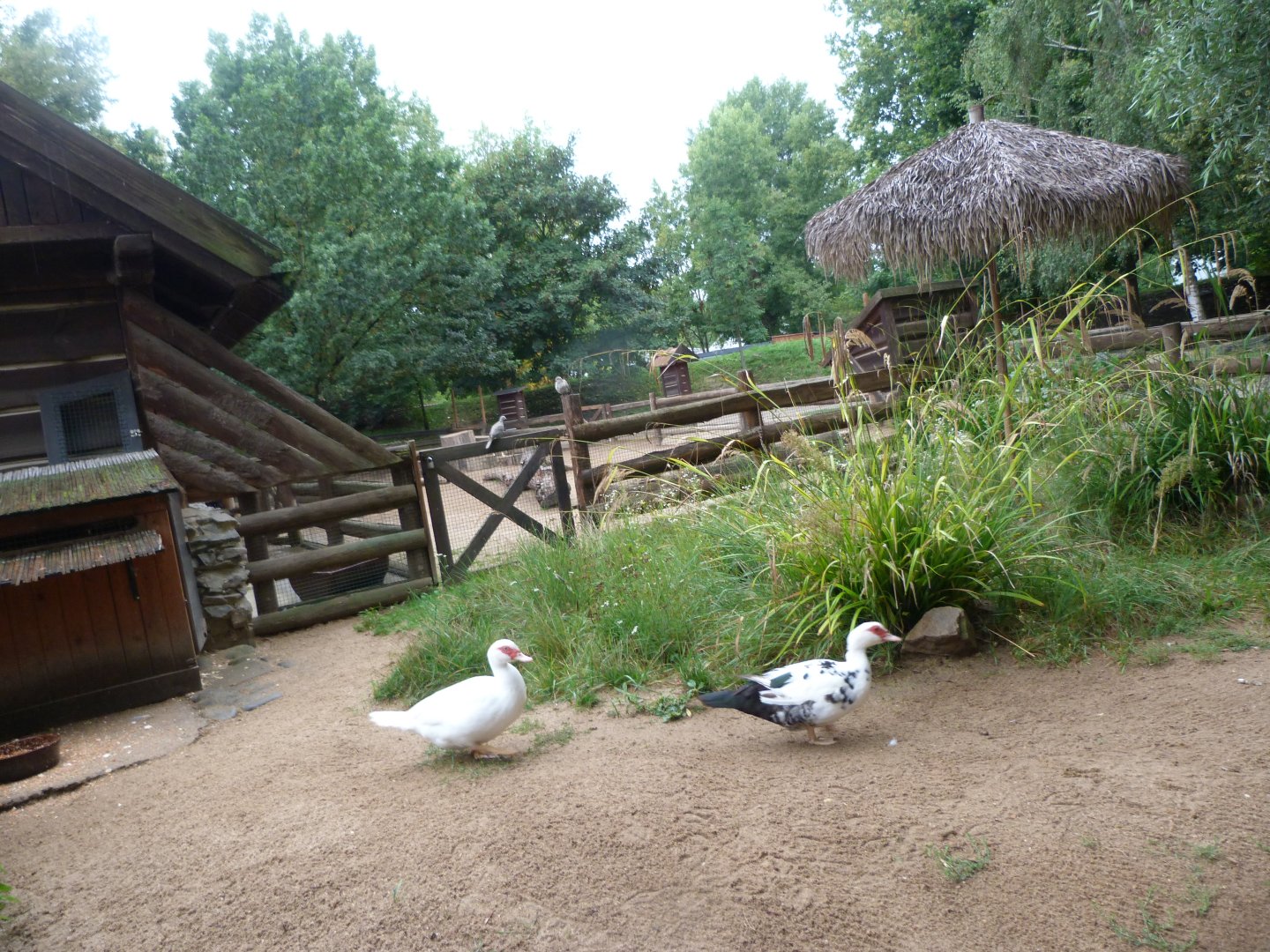 Domestic muscovy duck exhibit -Zoo Praha (2025)