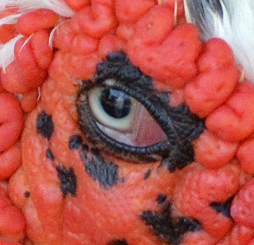 Domestic Muscovy duck eye.