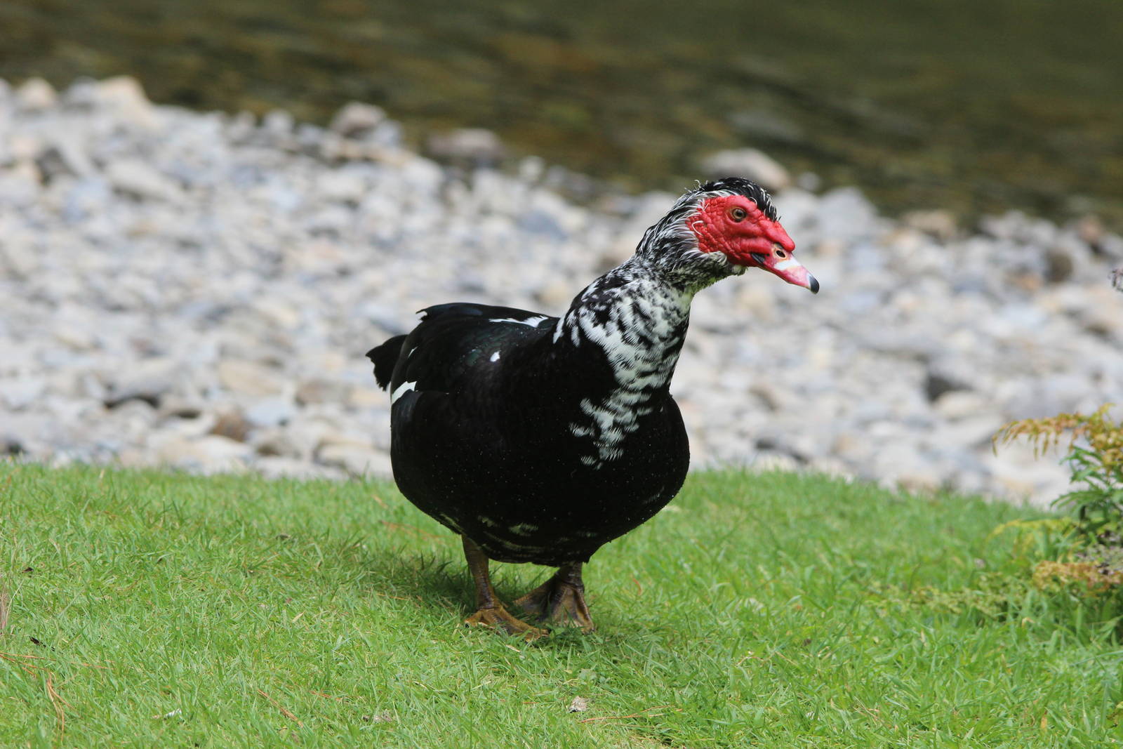 Domestic Muscovy Duck, Staglands