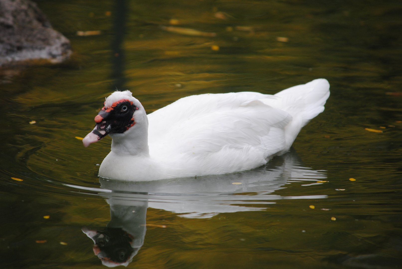 Domestic Muscovy Duck