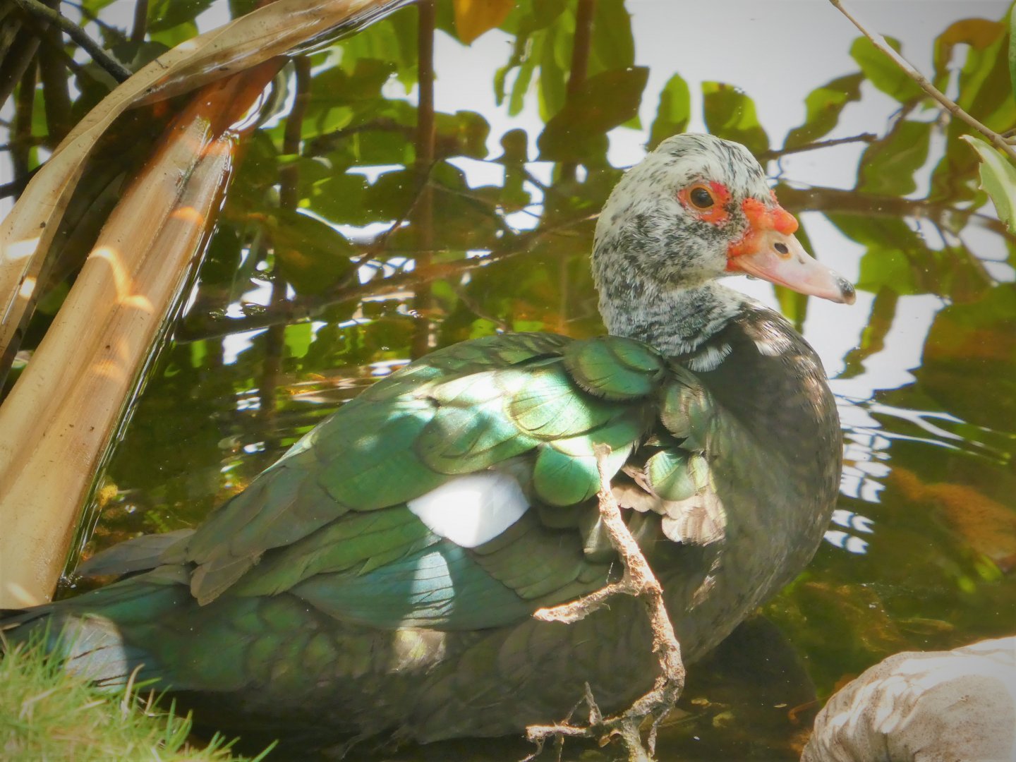 Domestic Muscovy Duck