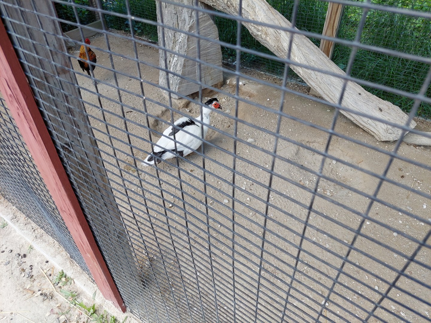 Domestic Muscovy Duck